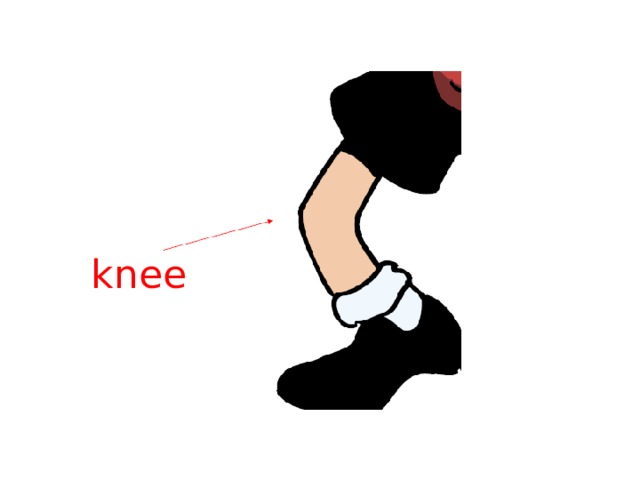 knee 