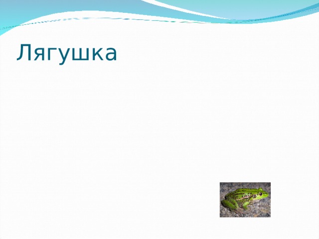 Лягушка