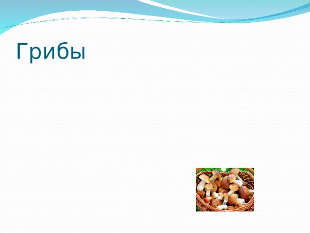 Грибы