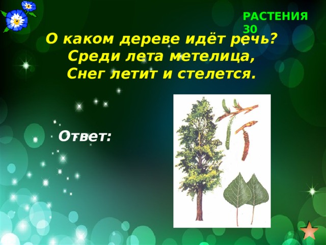 РАСТЕНИЯ 30 О каком дереве идёт речь? Среди лета метелица, Снег летит и стелется. Ответ: 