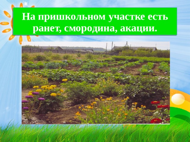 На пришкольном участке есть ранет, смородина, акации. 