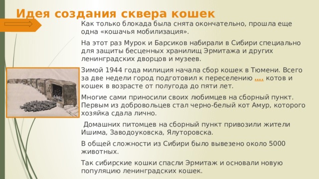 Идея создания сквера кошек Как только блокада была снята окончательно, прошла еще одна «кошачья мобилизация». На этот раз Мурок и Барсиков набирали в Сибири специально для защиты бесценных хранилищ Эрмитажа и других ленинградских дворцов и музеев. Зимой 1944 года милиция начала сбор кошек в Тюмени. Всего за две недели город подготовил к переселению …. котов и кошек в возрасте от полугода до пяти лет. Многие сами приносили своих любимцев на сборный пункт. Первым из добровольцев стал черно-белый кот Амур, которого хозяйка сдала лично.  Домашних питомцев на сборный пункт привозили жители Ишима, Заводоуковска, Ялуторовска. В общей сложности из Сибири было вывезено около 5000 животных. Так сибирские кошки спасли Эрмитаж и основали новую популяцию ленинградских кошек.    
