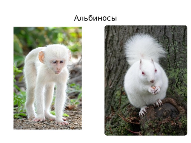 Альбиносы 
