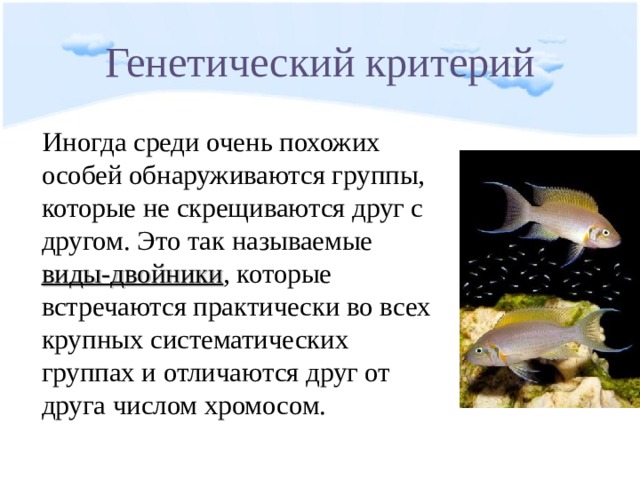 Генетический критерий Иногда среди очень похожих особей обнаруживаются группы, которые не скрещиваются друг с другом. Это так называемые виды-двойники , которые встречаются практически во всех крупных систематических группах и отличаются друг от друга числом хромосом. 