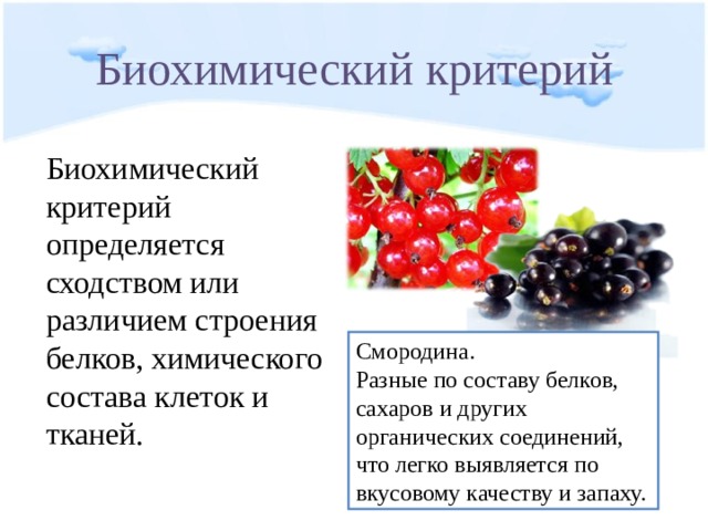 Биохимический критерий Биохимический критерий определяется сходством или различием строения белков, химического состава клеток и тканей. Смородина. Разные по составу белков, сахаров и других органических соединений, что легко выявляется по вкусовому качеству и запаху. 