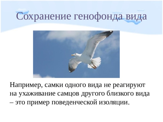 Сохранение генофонда вида Например, самки одного вида не реагируют на ухаживание самцов другого близкого вида – это пример поведенческой изоляции. 