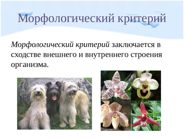 Морфологический критерий Морфологический критерий заключается в сходстве внешнего и внутреннего строения организма. 