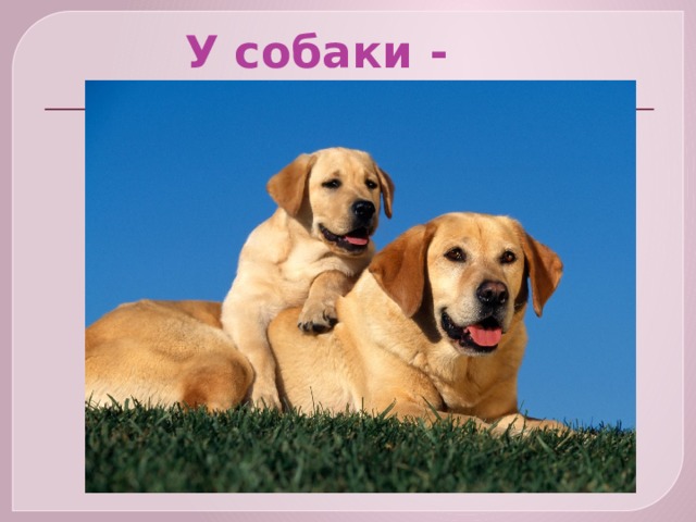  У собаки - 