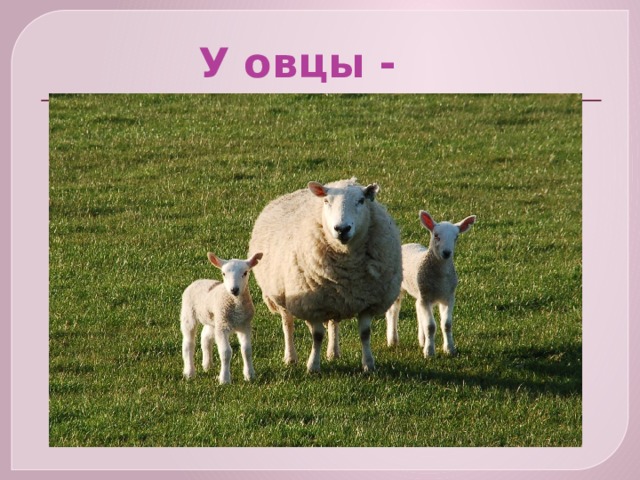  У овцы - 