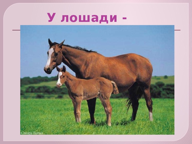  У лошади - 