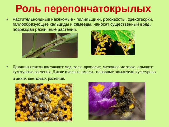 Роль перепончатокрылых Растительноядные насекомые - пилильщики, рогохвосты, орехотворки, галлообразующие хальциды и семееды, наносят существенный вред, повреждая различные растения.      Домашняя пчела поставляет мед, воск, прополис, маточное молочко, опыляет культурные растения. Дикие пчелы и шмели - основные опылители культурных и диких цветковых растений.   