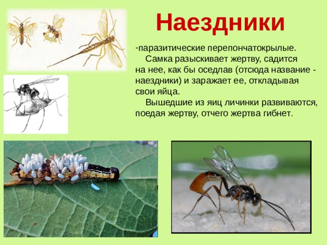 Наездники паразитические перепончатокрылые.  Самка разыскивает жертву, садится на нее, как бы оседлав (отсюда название - наездники) и заражает ее, откладывая свои яйца.  Вышедшие из яиц личинки развиваются, поедая жертву, отчего жертва гибнет . 