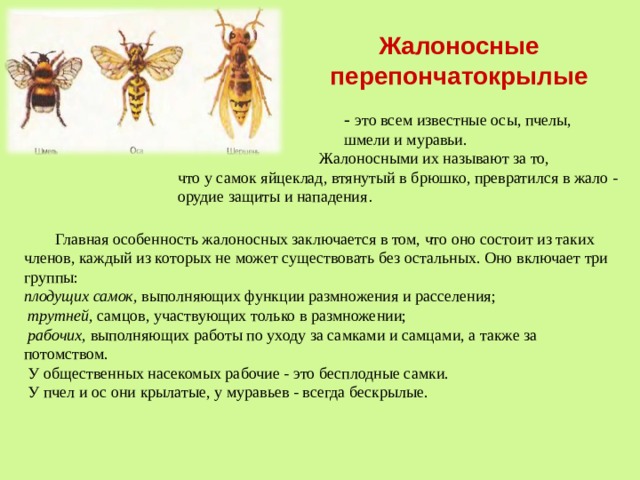 Жалоносные перепончатокрылые  - это всем известные осы, пчелы, шмели и муравьи.  Жалоносными их называют за то, что у самок яйцеклад, втянутый в брюшко, превратился в жало - орудие защиты и нападения .  Главная особенность жалоносных заключается в том, что оно состоит из таких членов, каждый из которых не может существовать без остальных. Оно включает три группы: плодущих самок, выполняющих функции размножения и расселения;  трутней, самцов, участвующих только в размножении;  рабочих, выполняющих работы по уходу за самками и самцами, а также за потомством.  У общественных насекомых рабочие - это бесплодные самки.  У пчел и ос они крылатые, у муравьев - всегда бескрылые. 