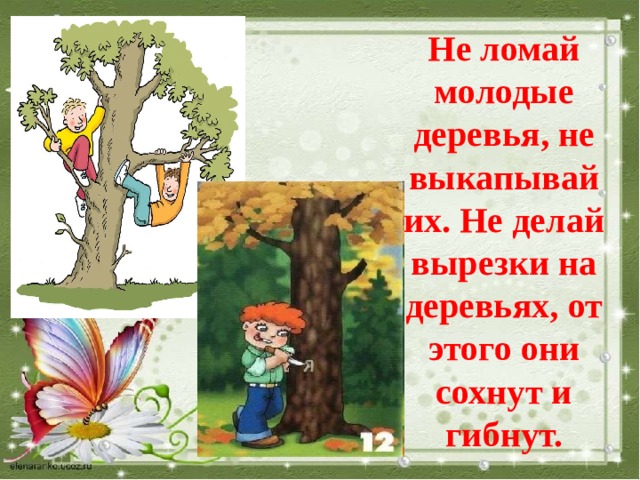 Не ломай молодые деревья, не выкапывай их. Не делай вырезки на деревьях, от этого они сохнут и гибнут. 