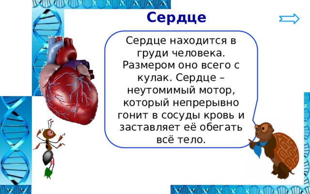  Сердце Сердце находится в груди человека. Размером оно всего с кулак. Сердце – неутомимый мотор, который непрерывно гонит в сосуды кровь и заставляет её обегать всё тело. 