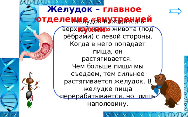 Желудок – главное отделение «внутренней кухни» Желудок находится в верхней части живота (под рёбрами) с левой стороны. Когда в него попадает пища, он растягивается. Чем больше пищи мы съедаем, тем сильнее растягивается желудок. В желудке пища перерабатывается, но лишь наполовину. 