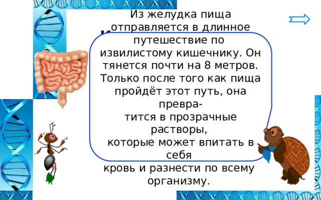  Кишечник Из желудка пища отправляется в длинное путешествие по извилистому кишечнику. Он тянется почти на 8 метров. Только после того как пища пройдёт этот путь, она превра- тится в прозрачные растворы, которые может впитать в себя кровь и разнести по всему организму. 