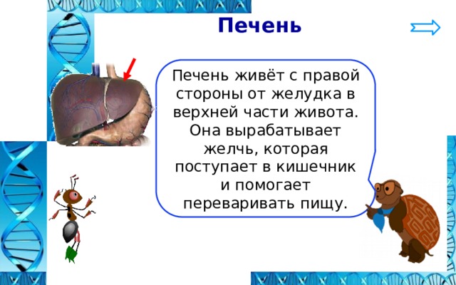  Печень Печень живёт с правой стороны от желудка в верхней части живота. Она вырабатывает желчь, которая поступает в кишечник и помогает переваривать пищу. 
