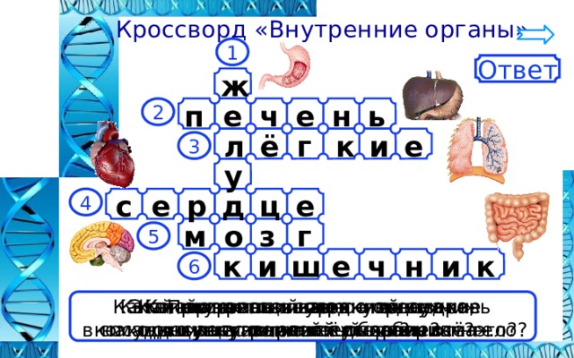  Кроссворд «Внутренние органы» 1 Ответ ж  ь н е ч е п 2 и л ё к г е 3 у р с ц д е е 4 о г з м 5 ч к е к ш и и н 6 Как называется главное отделение При помощи какого органа Какой орган «внутренней кухни» Этот орган называют «главным Как называют соседку желудка, Какой внутренний орган гонит кровь похож на извилистый лабиринт? командным пунктом всего организма». «внутренней кухни»? осуществляется дыхание? в сосуды и заставляет её обегать всё тело? находящуюся с правой стороны от него? 