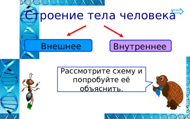  Строение тела человека  Внешнее Внутреннее Рассмотрите схему и попробуйте её объяснить. 