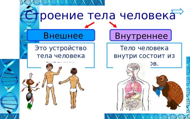  Строение тела человека  Внешнее Внутреннее Это устройство тела человека снаружи. Тело человека внутри состоит из органов. 