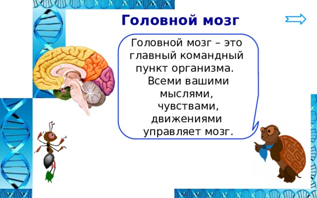  Головной мозг Головной мозг – это главный командный пункт организма. Всеми вашими мыслями, чувствами, движениями управляет мозг. 