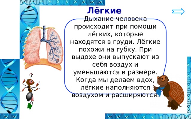  Лёгкие Дыхание человека происходит при помощи лёгких, которые находятся в груди. Лёгкие похожи на губку. При выдохе они выпускают из себя воздух и уменьшаются в размере. Когда мы делаем вдох, лёгкие наполняются воздухом и расширяются . 