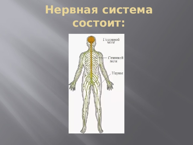 Нервная система состоит: 