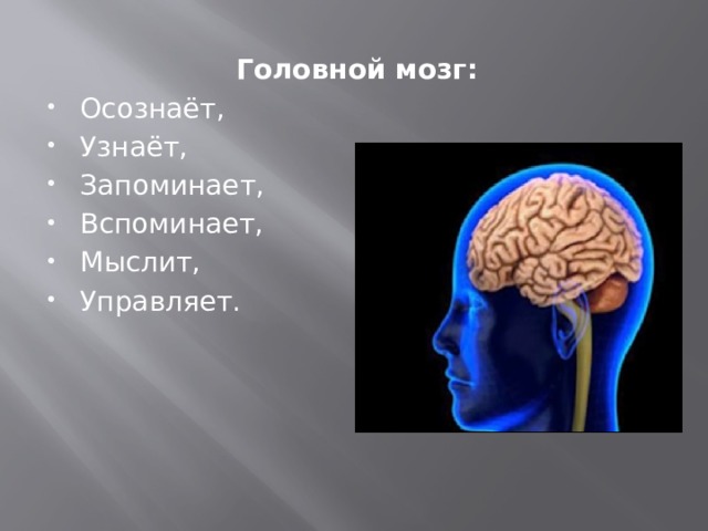 Головной мозг: Осознаёт, Узнаёт, Запоминает, Вспоминает, Мыслит, Управляет. 
