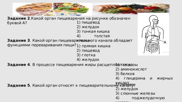 Задание 2 .Какой орган пищеварения на рисунке обозначен буквой А? 1) пищевод 2) желудок 3) тонкая кишка 4) толстая кишка Задание 3 . Какой орган пищеварительного канала обладает функциями переваривания пищи? 1) прямая кишка 2) пищевод 3) глотка 4) желудок Задание 4 . В процессе пищеварения жиры расщепляются до 1) глюкозы 2) аминокислот 3) белков 4) глицерина и жирных кислот 1) печень 2) желудок 3) слюнные железы 4) поджелудочную железу Задание 5 . Какой орган относят к пищеварительному каналу? 