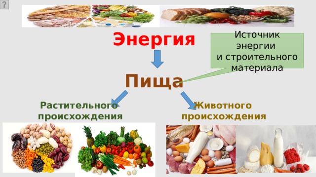 Энергия Источник энергии и строительного материала Пища  Растительного Животного происхождения происхождения 