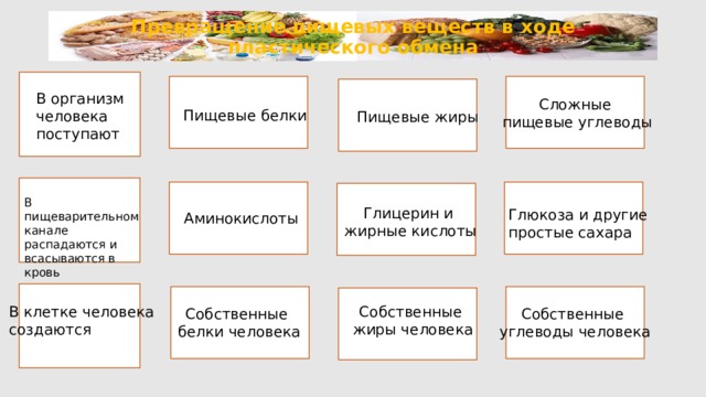 Превращение пищевых веществ в ходе пластического обмена В организм человека поступают Сложные  пищевые углеводы Пищевые белки Пищевые жиры В пищеварительном канале распадаются и всасываются в кровь Глицерин и жирные кислоты Глюкоза и другие простые сахара Аминокислоты В клетке человека Собственные создаются  жиры человека Собственные  белки человека Собственные углеводы человека 