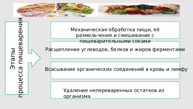 Этапы процесса пищеварения Механическая обработка пищи, её размельчение и смешивание с пищеварительными соками Расщепление углеводов, белков и жиров ферментами Всасывание органических соединений в кровь и лимфу Удаление непереваренных остатков из организма 
