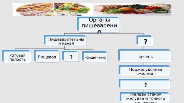 Органы пищеварения Пищеварительный канал ? печень Пищевод Ротовая полость ? Кишечник Поджелудочная железа ? Железы стенок желудка и тонкого кишечника 