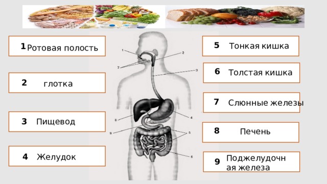 5 Тонкая  кишка 1 Ротовая полость 6 Толстая  кишка 2 глотка 7 Слюнные  железы 3 Пищевод 8 Печень  4 Желудок  Поджелудочная  железа 9 