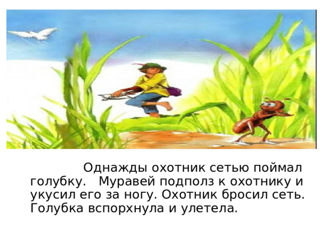  Однажды охотник сетью поймал голубку. Муравей подполз к охотнику и укусил его за ногу. Охотник бросил сеть. Голубка вспорхнула и улетела.  