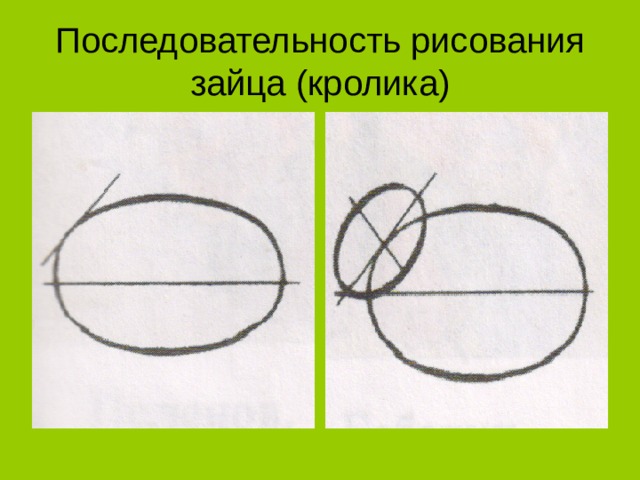 Последовательность рисования  зайца (кролика) 