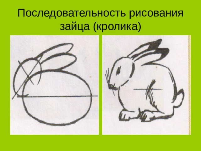 Последовательность рисования  зайца (кролика) 