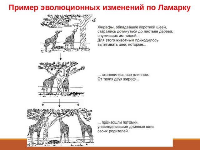Пример эволюционных изменений по Ламарку 
