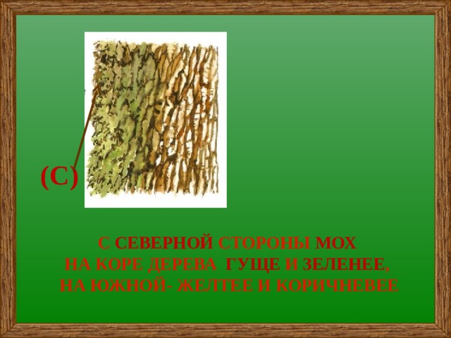 (С) С СЕВЕРНОЙ СТОРОНЫ МОХ  НА КОРЕ ДЕРЕВА ГУЩЕ И ЗЕЛЕНЕЕ , НА ЮЖНОЙ- ЖЕЛТЕЕ И КОРИЧНЕВЕЕ 