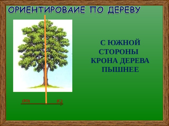 С ЮЖНОЙ СТОРОНЫ КРОНА ДЕРЕВА ПЫШНЕЕ (Ю) (С) 