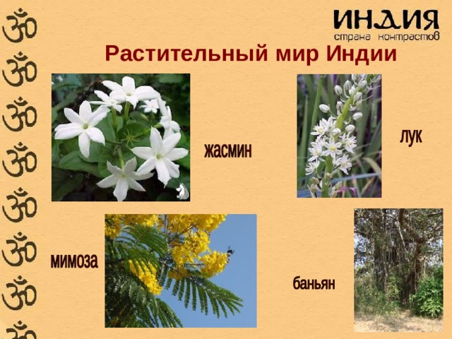 Растительный мир Индии 