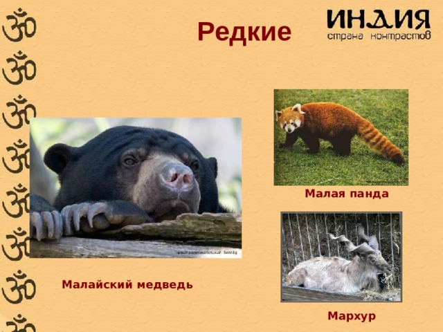 Редкие   Малая панда Малайский медведь Мархур  