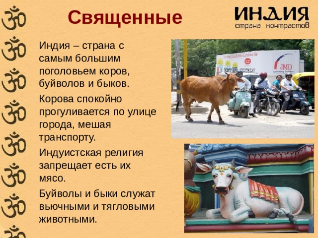 Священные    Индия – страна с самым большим поголовьем коров, буйволов и быков. Корова спокойно прогуливается по улице города, мешая транспорту. Индуистская религия запрещает есть их мясо. Буйволы и быки служат вьючными и тягловыми животными. 