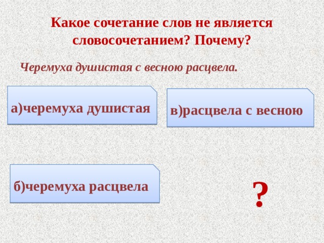 Какое сочетание слов не является словосочетанием? Почему? Черемуха душистая с весною расцвела.  ? а)черемуха душистая в)расцвела с весною б)черемуха расцвела 