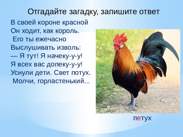 Отгадайте загадку, запишите ответ В своей короне красной Он ходит, как король.  Его ты ежечасно Выслушивать изволь: — Я тут! Я начеку-у-у! Я всех вас допеку-у-у! Уснули дети. Свет потух.  Молчи, горластенький... п е тух 