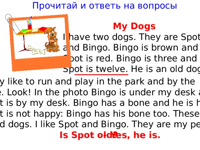 Прочитай и ответь на вопросы My Dogs I have two dogs. They are Spot and Bingo. Bingo is brown and Spot is red. Bingo is three and Spot is twelve. He is an old dog. They like to run and play in the park and by the lake. Look! In the photo Bingo is under my desk and Spot is by my desk. Bingo has a bone and he is happy. Spot is not happy: Bingo has his bone too. These are good dogs. I like Spot and Bingo. They are my pets. - Yes, he is. Is Spot old? 