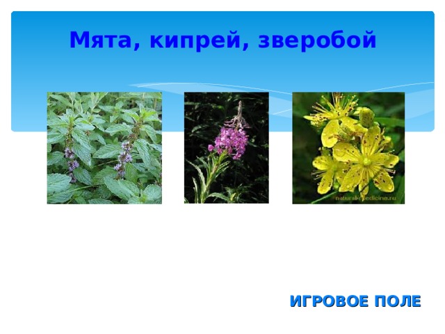Мята, кипрей, зверобой ИГРОВОЕ ПОЛЕ 
