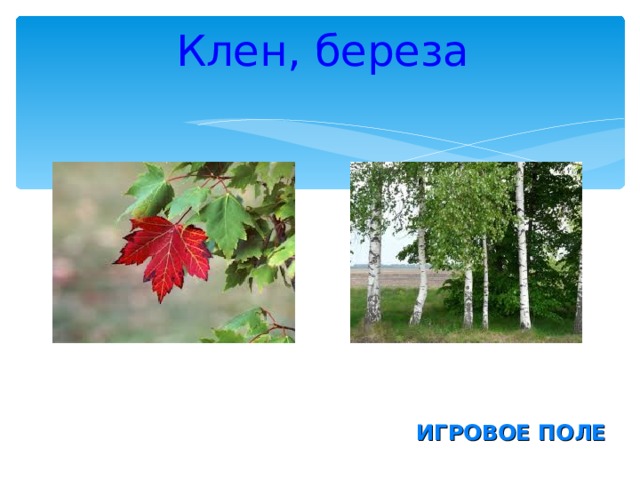 Клен, береза ИГРОВОЕ ПОЛЕ 