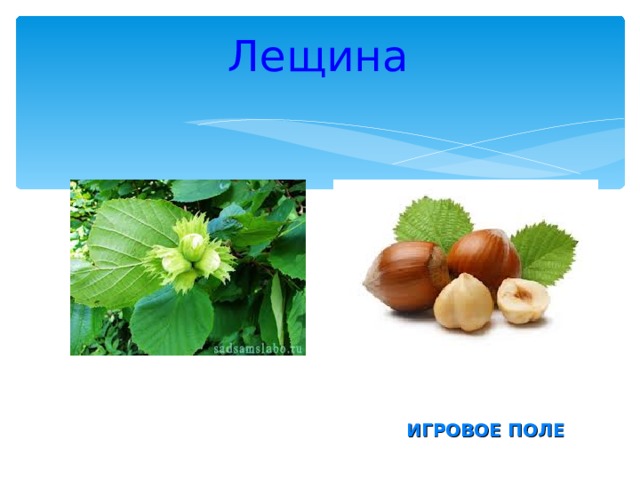 Лещина ИГРОВОЕ ПОЛЕ 